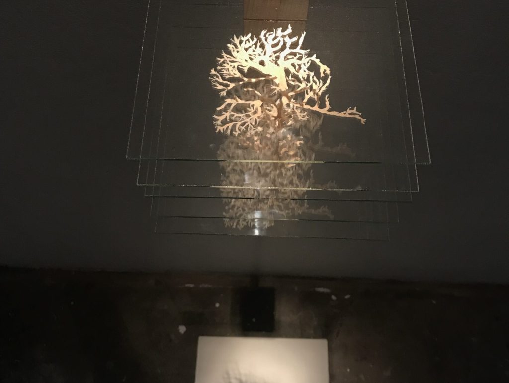 Symbiose lichénique