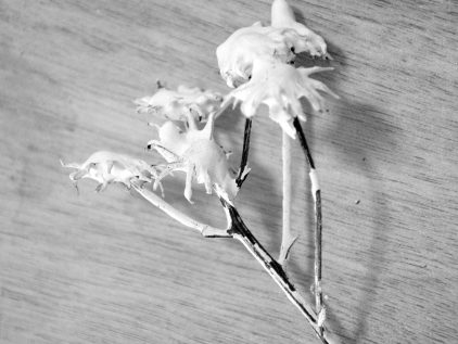 RET_DSC_00309NB
